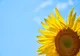 Prognoza meteo. Vreme caniculară în cea mai mare parte din țară