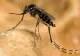 INSP: Un singur caz de infecție cu virusul West Nile, confirmat în Dolj în 2026