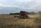 Producții record de cereale, în Dolj