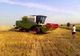 Recoltarea grâului a luat startul în Dolj