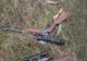 12 arme de vânătoare ridicate în urma unor descinderi. Doi doljeni sunt acuzați de braconaj 