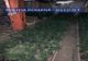 VIDEO. Doi spanioli au înfiinţat o plantaţie de cannabis în Dolj. Săltaţi de DIICOT şi arestaţi preventiv