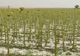 Culturi agricole distruse de grindină, în Dolj