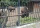 CE MĂSURI S-AU LUAT LA ZOO CRAIOVA DUPĂ CE UN CĂPRIOR A MURIT DIN CAUZA PLASTICELOR ARUNCATE DE VIZITATORI