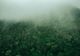 PĂDUREA TROPICALĂ AMAZONIANĂ A SCĂZUT CU O SUPRAFAŢĂ APROAPE EGALĂ CU CEA A SPANIEI, ÎN 40 DE ANI